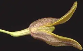 Pabstiella granulosa