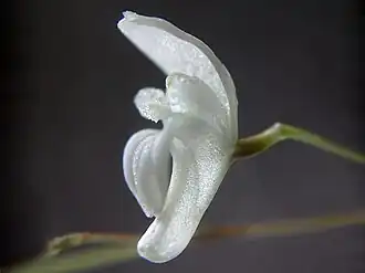 Pabstiella mirabilis