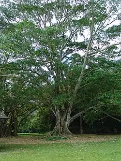 Inga feuillei no Jardim Botânico Ho'omaluhia, em Oahu, no Havaí, nos Estados Unidos.
