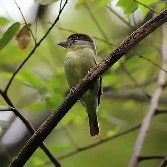 Caneleiro-bordado hembra em Parque Estadual da Restinga de Bertioga, Estado de São Paulo, Brasil