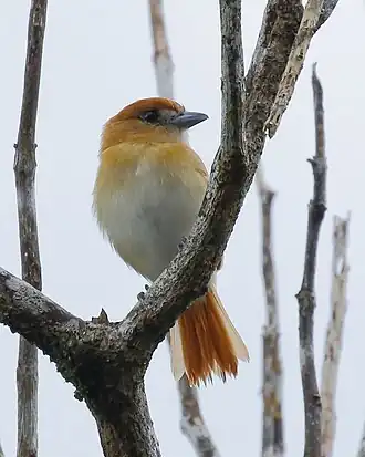 Caneleiro-cinzento fêmea em Presidente Figueiredo no Amazonas, Brasil.