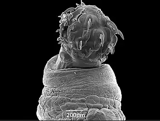 Probóscide de P. lenti[1]