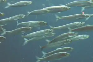 Sardinops sagax