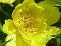 Paeonia ludlowii (sin. Paeonia lutea var. ludlowii