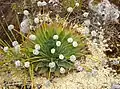 Paepalanthus alpinus, uma espécie dos Andes da Colômbia.
