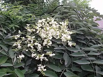 Styphnolobium japonicum