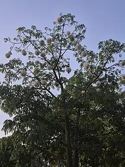 Paineira com paina (outubro, Rio Grande do Sul)