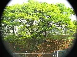 Nova folhagem verde-claro brilhante, no fim do inverno, na cidade de São Paulo