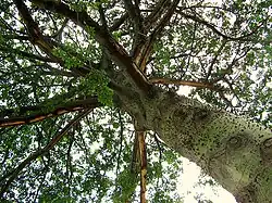 Tecidos fotossintéticos também nesta enorme paineira