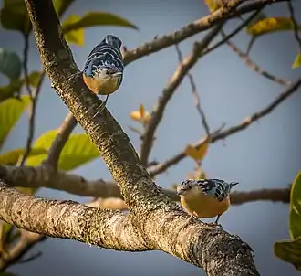 Um par de lindas trepadeiras-soberbas no Butão