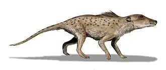 Pakicetus Um cetáceo