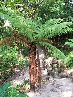 Feto-Arbóreo no Vale dos Fetos