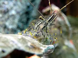 Palaemon elegans (Palaemonidae)