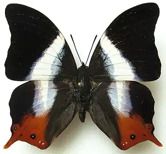 Vista superior de P. violinitens macho, cujo tipo nomenclatural fora coletado em Acra.[1]