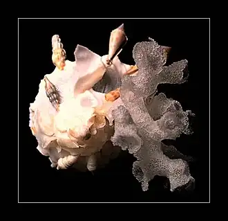 Vista superior de uma concha do molusco X. pallidula (Reeve, 1842)[1], encontrada no litoral da África do Sul até as Filipinas; provavelmente o mais impressionante integrante da família Xenophoridae por sua aglutinação de conchas, pedras, corais e esponjas, sobre a superfície.[2][3]