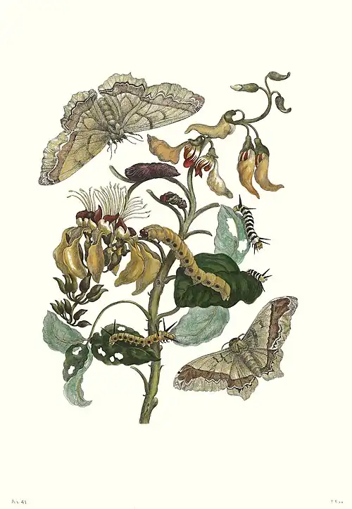 Ilustração de A. armida (1705).