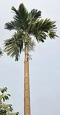 Palmeira de areca em Calcutá, Bengala ocidental, Índia