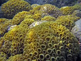 Coral-baba-de-boi (Palythoa caribaeorum)