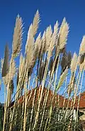 Cortaderia selloana