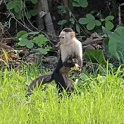 Indivíduo registrado no Lago Gatún, Panamá.