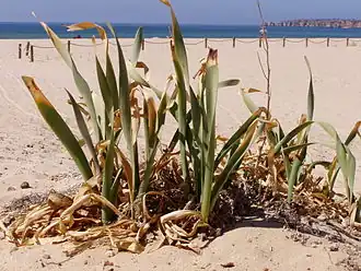Pancratium maritimum