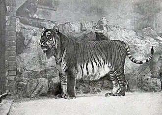 Tigre-do-cáspio no zoo de Berlim, em 1899.