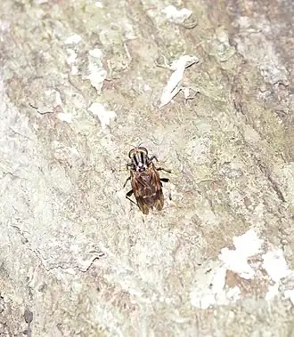 Mosca da família Pantophthalmidaeː espécie Pantophthalmus pictus, fotografada num tronco em Misiones, norte da Argentina.