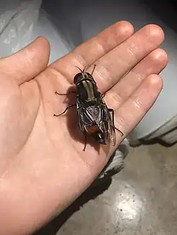 Mosca da família Pantophthalmidaeː espécie Pantophthalmus tabaninus, fotografada em Madre de Dios, Peru. A asa esquerda está danificada e permite ver seu abdômen.