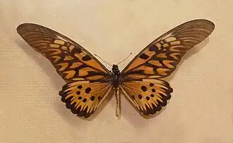 Papilio antimachus, um Papilionidae com padrão mimético similar ao de espécies de Acraeini africanas.[13]