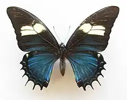Fêmea normal de Papilio androgeus