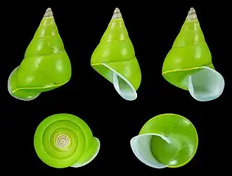 Cinco vistas da concha de P. pulcherrima.