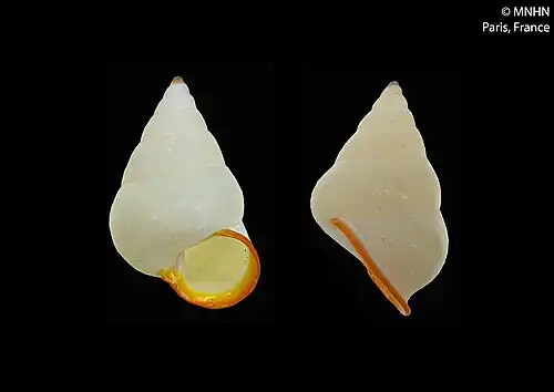 Concha de Papustyla xanthochila, espécie da ilha Bougainville, no arquipélago das Ilhas Salomão, conhecida como "Papuina de lábio dourado";[2] espécime do Museu Nacional de História Natural, França.