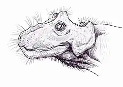 Ilustração da cabeça