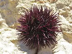 Face aboral (superior).