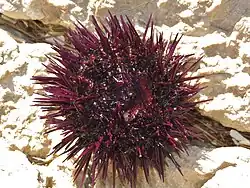 Face oral (inferior, com a boca no centro).