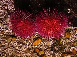 Exemplares no Aquário de Finisterra.