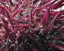 Os radíolos (espinhos), caracterizados por um círculo claro na base.