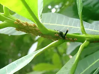 Parachartergus sp. cuidando de ninfas de Membracidae