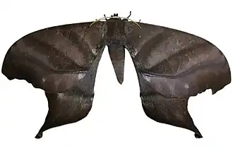 Espécime de Paradaemonia platydesmia proveniente do Equador.