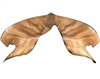 Espécime de Paradaemonia terrena proveniente do Suriname.