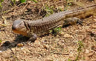 Fotografia de D. paraguayensis, o Lagarto-jacaré ou Víbora-do-pantanal.