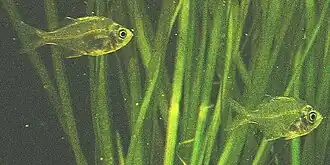 Peixe-vidro (Parambassis ranga)