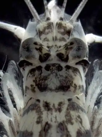 Cabeça de Paramysis ullskyi