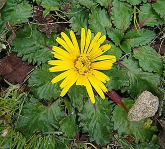 Paranephelius ovatus