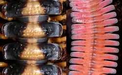 Segmentação e paranotos