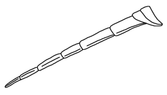 A característica definidora dos euripterídeos estilonurinos é que o sexto par de pernas permanece como membros normais usados para caminhar. Perna reconstruída de Parastylonurus&nbsp;[en].