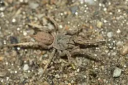 Paratropididae (Honduras).