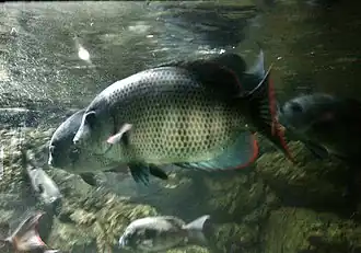 Paretroplus menarambo