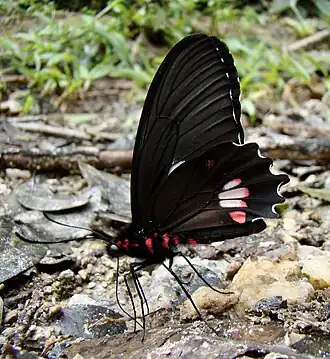 Fotografia do macho de P. anchises, subespécie nephalion, absorvendo as substâncias minerais do solo úmido no município de São Roque de Minas, Minas Gerais, Brasil.