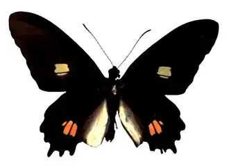 Fotografia do macho de P. anchises, subespécie nephalion; espécime do museu do Instituto Biológico de São Paulo.